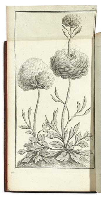 (BOTANICAL.) Ardene, Jean-Paul Rome d. Traité des Renoncules.